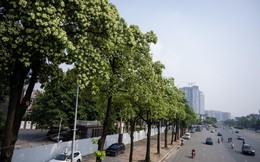 Hoa sữa nở rộ, tỏa hương đậm đặc khắp Hà Nội: Người dân dùng vòi nước phun rụng, đóng kín cửa vẫn không thoát mùi