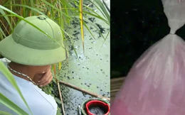 Ốc sắp thu hoạch 'chết trắng', chủ nuôi bàng hoàng phát hiện túi chất lỏng bốc mùi hắc