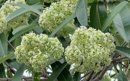 Đau đầu, buồn nôn vì mùi hoa sữa: Có phải ngộ độc?