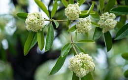 Vì sao mùi hoa sữa khiến nhiều người đau đầu, buồn nôn?