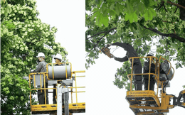 Hà Nội bắt đầu cắt tỉa 992 cây hoa sữa trên 13 tuyến phố