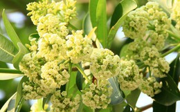 Thương hiệu mỹ phẩm thuần Việt từng gom góp nửa tấn hoa sữa để làm hơn 2.000 chai sữa tắm "Hà Nội và em"