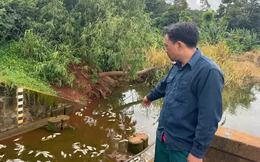 Điều tra cá chết trắng hồ gần cụm công nghiệp có 4 công ty đấu nối xả thải trái phép