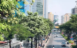 Hà Nội lý giải về đề án quản lý phát triển cây xanh, vườn hoa