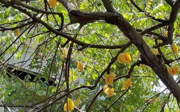 Ông bà dặn con cháu: "Nhà có cây quý, người có lộc bền" - Trồng 5 cây này thì nhà vượng - người may
