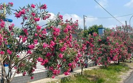 Hà Nội cấm trồng 18 loại cây nơi công cộng: Có tới 16 cây chứa độc tố và nguy hại sức khỏe