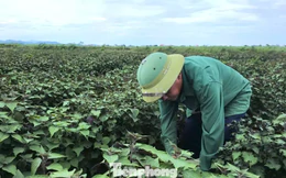 Tía tô có giá trị gì mà nông dân tính thu tiền tỷ?
