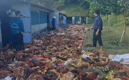Chập điện, hơn 3.000 con gà chết ngạt