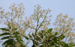 Vì sao Hà Nội cấm trồng loài cây quen thuộc với người Việt, quả chín mang hương thơm, hạt chứa dầu có thể làm xà phòng?