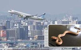 Phát hiện rắn dài 40cm trên máy bay, cơ trưởng hủy chuyến bay khẩn cấp