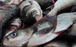 Loài cá thường bị chê vì mùi tanh nhưng lại là “kho báu” Omega-3 cực tốt cho sức khỏe
