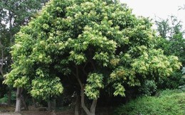 Vì sao Hà Nội cấm trồng loại cây có quả quen thuộc, nhiều nhà từng dùng thay xà phòng, chất tẩy rửa đồ, quần áo?