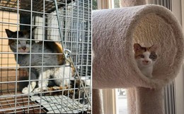 Hành trình vượt 6.000 dặm đại dương của cô mèo: Từ kiệt sức, sợ con người cho đến khi gặp được ‘hoàng tử’