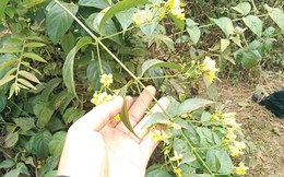 5 học sinh rủ nhau ăn lá ngón, 1 nữ sinh tử vong: Tình trạng sức khỏe của 4 em còn lại