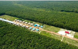 Việt Nam có một đại gia sang Campuchia xây ‘thủ phủ’ cao su: Diện tích trồng hơn 90.000 ha, thu về hàng nghìn tỷ đồng mỗi năm