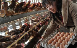 Cả nhà ngộ độc sau khi ăn trứng bác, nguyên nhân khiến nhiều người giật mình