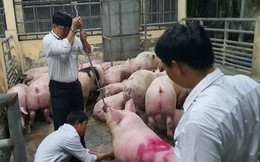 10.000 tấn heo có chất tạo nạc đã được bán tại TP.HCM và nhiều tỉnh, giá trị hơn 600 tỷ đồng