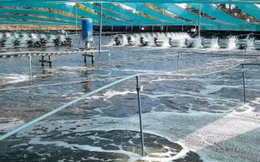 Việt Nam vừa đón tin cực vui từ Mỹ và Trung Quốc