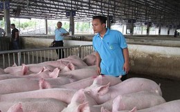 Hộ kinh doanh bán lợn thịt có phải xuất hóa đơn không? Thuế TP. Hà Nội trả lời