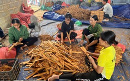 Loại cây “thơm từ gốc đến ngọn” phủ kín 1.400ha ở một xã, doanh thu 4 tỷ/năm