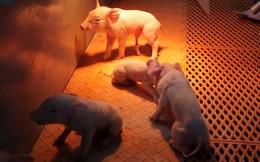 Cận cảnh khách sạn 26 tầng không dành cho người: Câu chuyện Trung Quốc muốn xuất khẩu mô hình nuôi lợn sang ĐNÁ