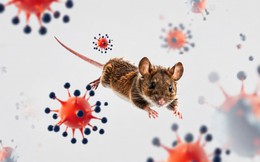 Hantavirus vừa xuất hiện, mạng xã hội đã ngập tin giả và thuyết âm mưu