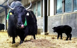 Trung Quốc đang "nén" chu kỳ chăn nuôi 20 năm xuống còn chưa đầy 5 năm nhờ công nghệ nhân bản