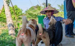 "Sân nhà nhiều chó" giữa nắng nóng 40 độ: 600 bé chó cần được giải nhiệt mỗi ngày và những ca làm không có giờ kết thúc