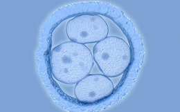 Lần đầu chỉnh sửa gene phôi người thành công: Cánh cửa chữa bệnh hay tương lai trí thông minh, chiều cao mua được bằng tiền?