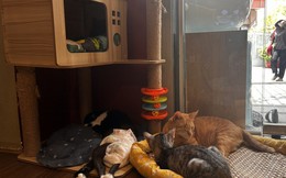 Chủ tiệm cà phê 'mèo xấu nhất Sài Gòn' nói về quy định đặc biệt: Không nhận khách dưới 12 tuổi