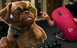 Ví khách hàng như... cún trên Douyin, nhà phân phối của Logitech bị phạt gần 800 triệu đồng