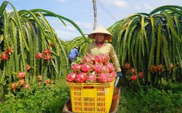 Thanh long 'hao hụt' 20% trước khi kịp lên tàu: 5 chặng đường gian nan của trái cây Việt