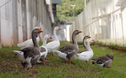 Không phải chó nghiệp vụ, đàn ngỗng mới là "lính gác" đáng gờm của nhà tù Brazil