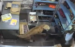 Báo dữ xông vào cửa hàng, tấn công 3 người: Camera ghi lại khoảnh khắc nhân viên thoát khỏi móng vuốt trong gang tấc
