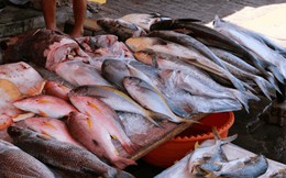 Mỹ đánh giá 6 loại cá "ngậm" nhiều thủy ngân bậc nhất