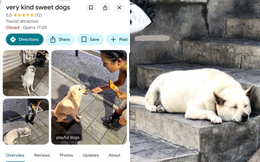 Địa điểm lạ trên Google Maps ở Bali: Không có hàng quán hay cảnh đẹp, chỉ dẫn du khách đến cho 3 chú chó hoang ăn