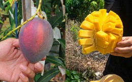 Bỏ việc về quê bán hoa quả, 1 tháng bán được 15 tấn xoài, thu nhập cao hơn lương văn phòng