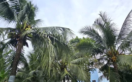Nghi án chồng giết vợ rồi trèo lên cây dừa trốn