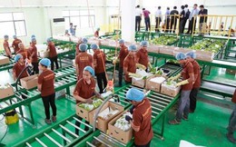 Trung Quốc gom mua gần hết một loại đặc sản, nhiều người dân Campuchia đổi đời, rủng rỉnh tiền mua đất