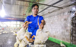 60.000 con gà, vịt chết ngạt sau lũ, chủ trang trại xin ngân hàng giãn nợ