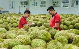 Xuất khẩu sầu riêng có thể cán mốc 4 tỷ USD trong năm 2026