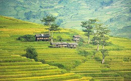 Đến Sa Pa mùa lúa chín, ngoài săn ảnh còn có một cách khác để ngắm núi rừng Tây Bắc