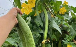 1 thứ trên cây mướp là "báu vật" dưỡng gan, mắt và da nhưng hiếm ai biết!