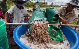 10 mặt hàng nông sản xuất khẩu tỷ đô