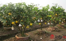 Vườn cây 9 loại quả bạc tỷ của lão nông Hà Nội