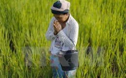 Chính phủ Thái Lan kêu gọi nông dân trên cả nước dừng trồng lúa