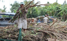 Cuộc chiến mua mía khốc liệt ở ĐBSCL