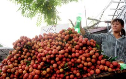 "Bài toán" trái cây Việt Nam: Thừa lượng nhưng vẫn thiếu chất