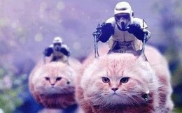 Mèo hiệp sĩ chống khủng bố ngập tràn Twitter