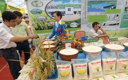 Làm sao để Việt Nam không thua Campuchia về thương hiệu gạo xuất khẩu?